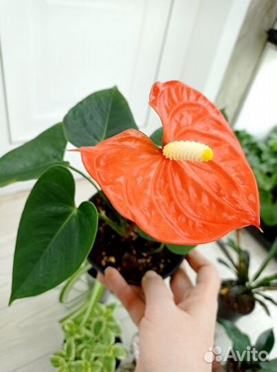 Набор, антуриум, мужское счастье