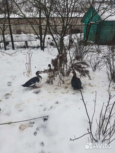 Индоутки большие