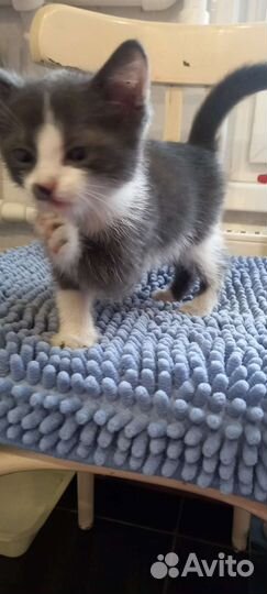Котенок мальчик 2 месяца