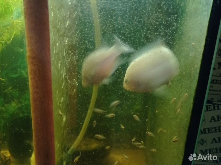 Аквариумные рыбки