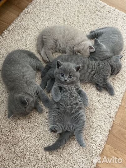 Британские котята