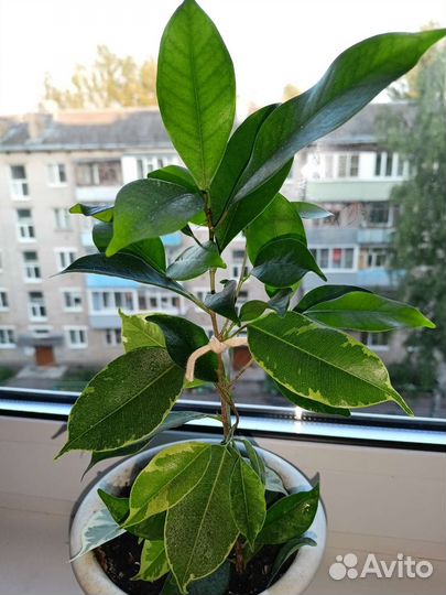 Фикус бенджамина плетение пестролистный