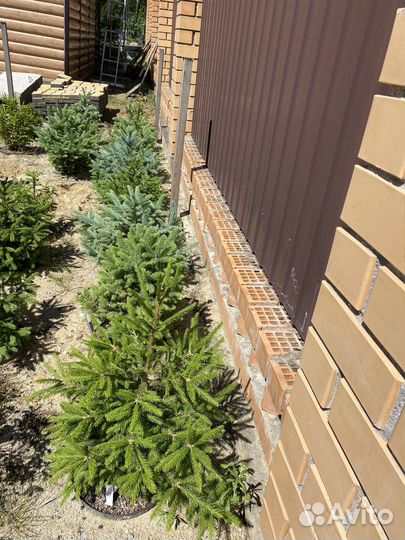 Саженцы ели