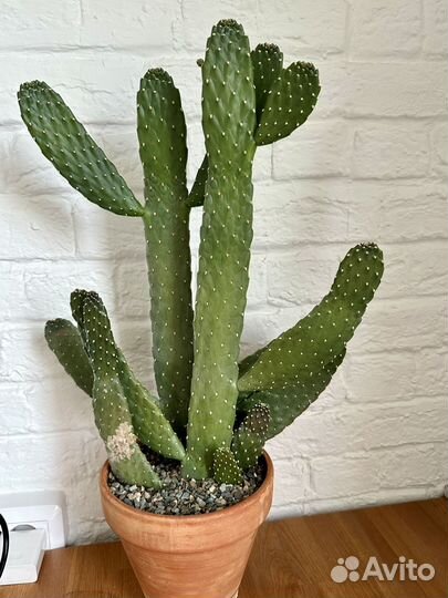 Кактус Опунция