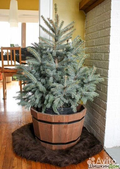 Ель, туя в каждый дом