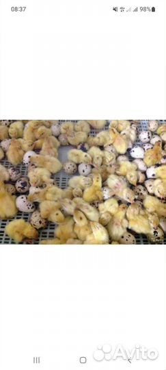 Цыплята перепёлки