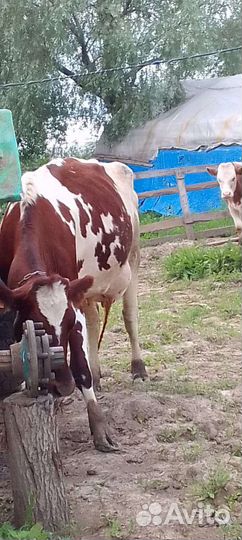 Продам корову