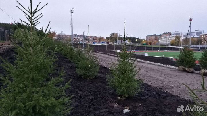 Саженцы сибирской ели экстра класс