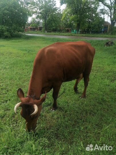 Продаю доиную корову Первотелка