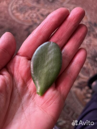 Живое дерево