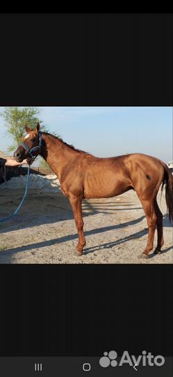 Продам жеребчиков Донской породы