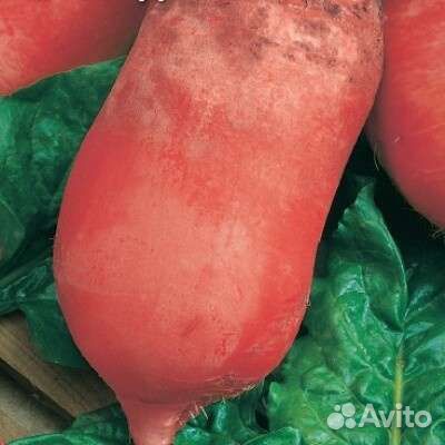 Семена свёклы Бригадир