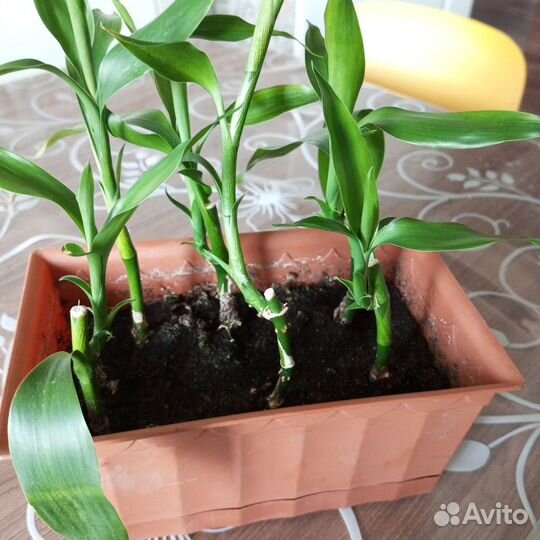 Бамбук лаки