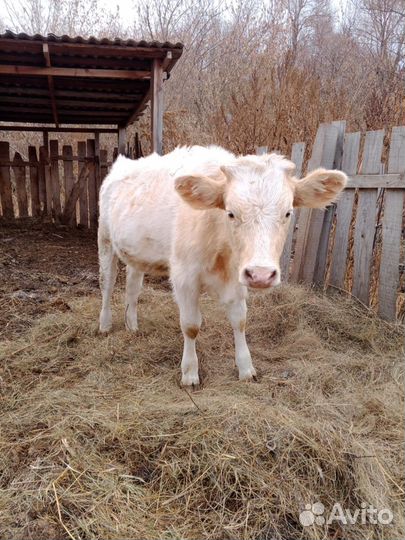 Телята телочкии бычек