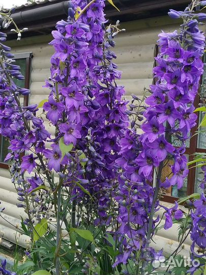 Гортензии, дельфиниум, гипсофилла