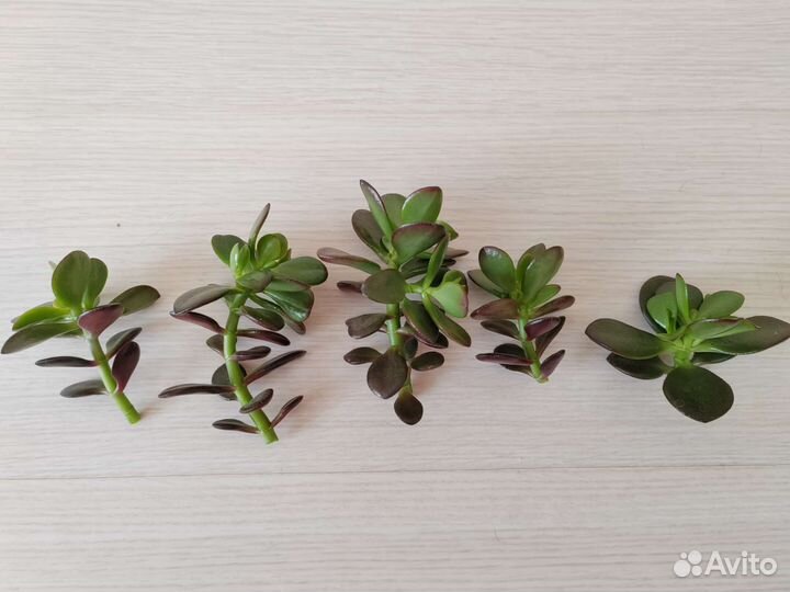 Толстянка мелколистная черенки