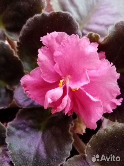 Фиалки сортовые