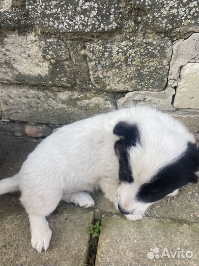 Щеночек в добрые руки