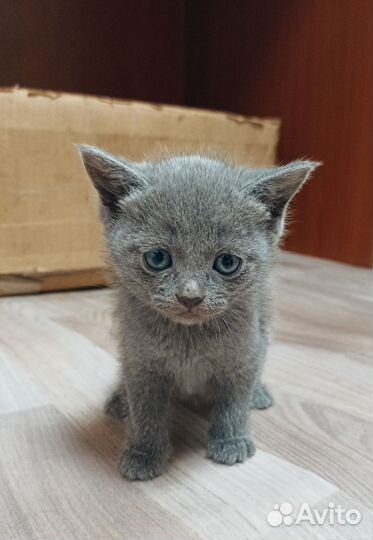 Котята в дар