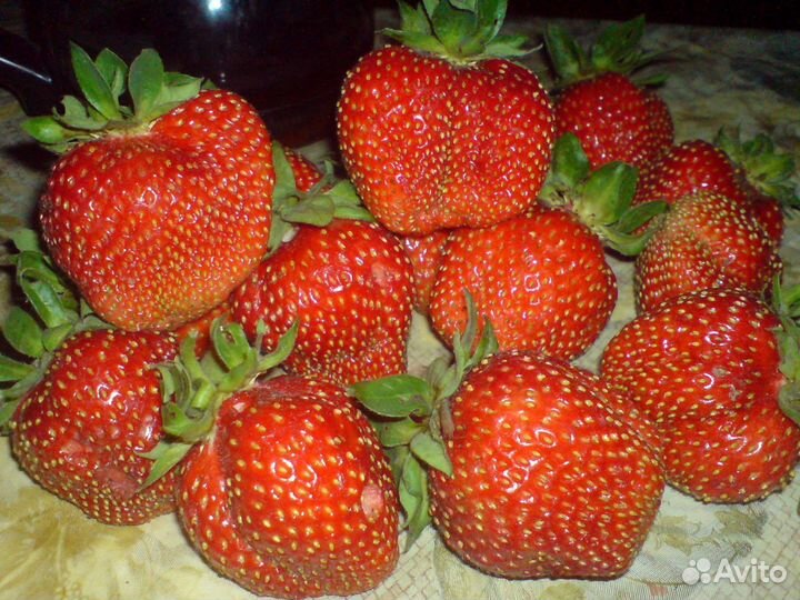 Саженцы клубники Лорд, Клери