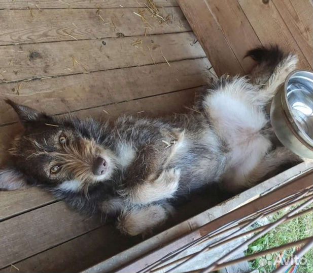 Собака Джема