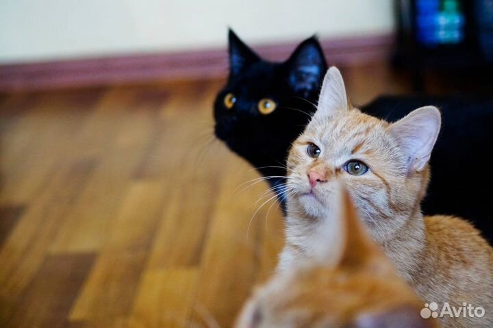 Рыжая девочка Плюша