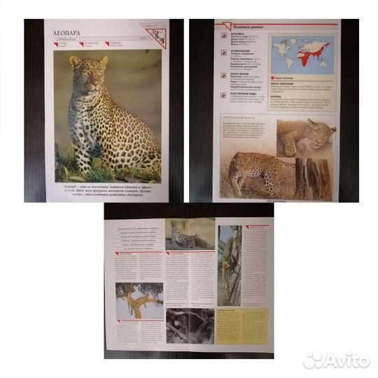 Открытки и карточки про животных 71 шт цена за все