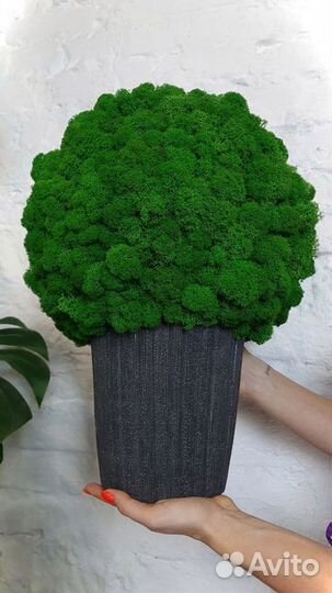 Деревья из стабилизированного мха