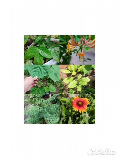 Декоративные многолетние растения