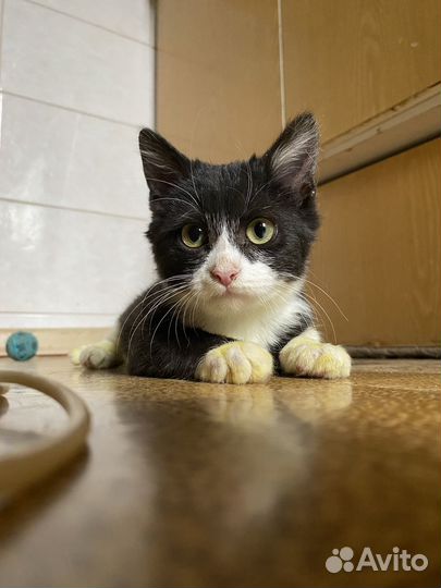 Котенок в добрые руки
