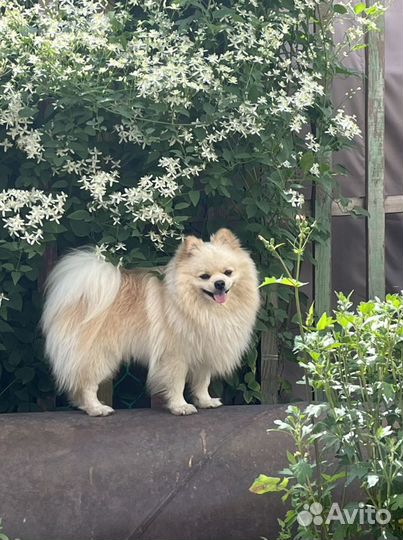 Вязка Немецкий малый шпиц