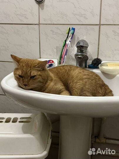 Отдам кота в добрые руки