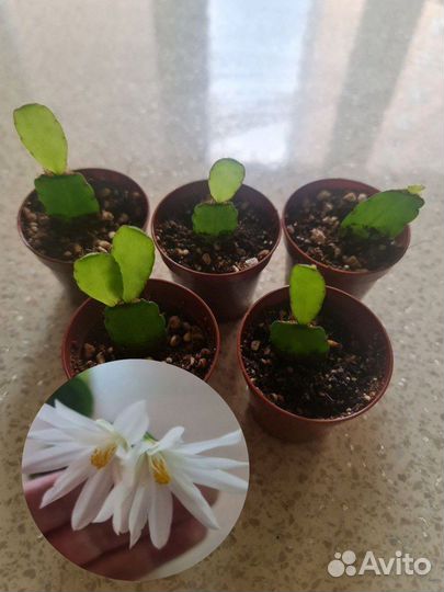 Рипсалидопсисы (пасхальник) сортовые