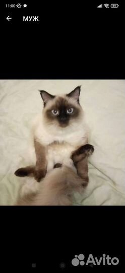 Невская маскарадная вязка