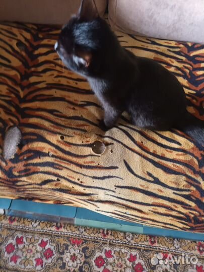 Кошка