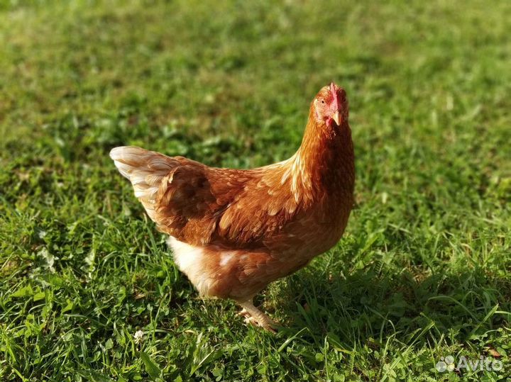 Куры-Несушки