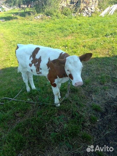 Тёлочка 2 месяца от высокоудойной коровы