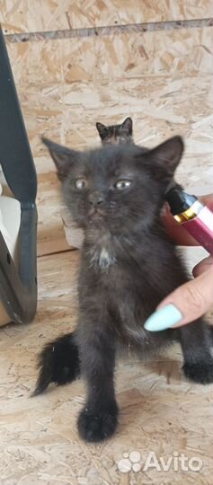 Котята отдам в добрые руки бесплатно