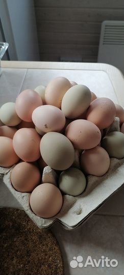 Домашние куриные - утиные, яйца
