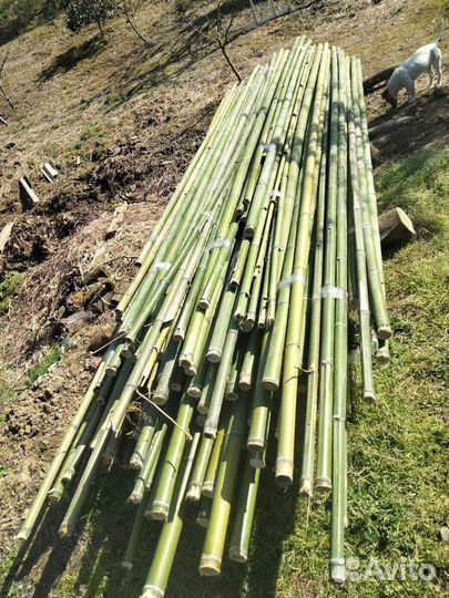 Ствол бамбука