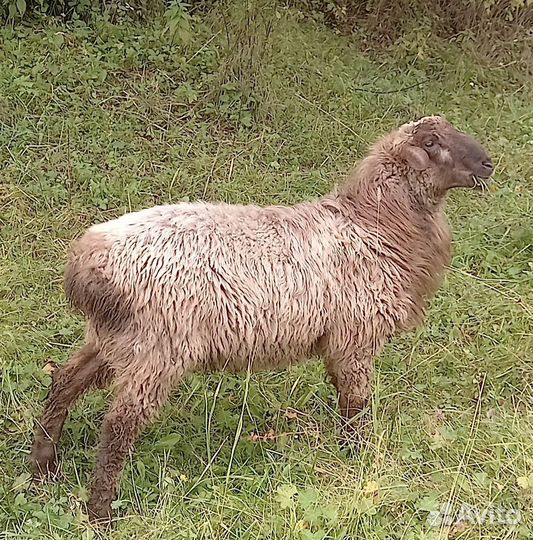 Курдючные бараны овцы