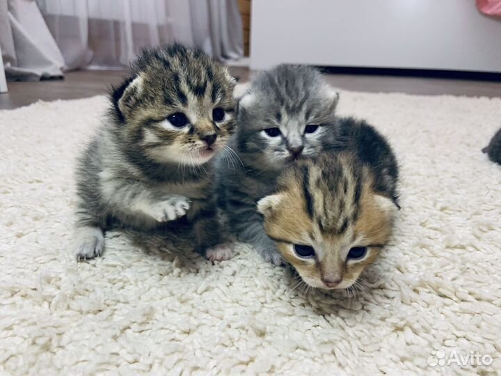 Котятки в добрые руки