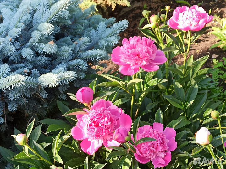 Многолетние растения, цветы, саженцы из питомника