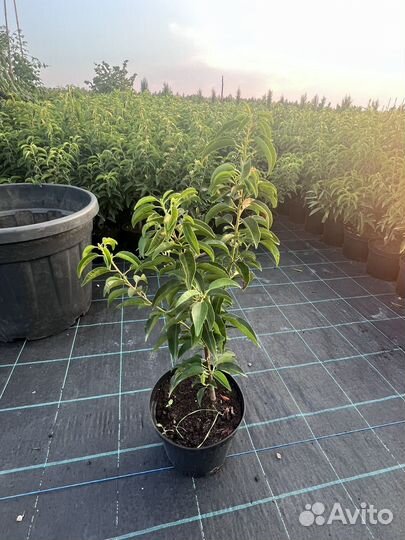 Декоративные растения, зкс