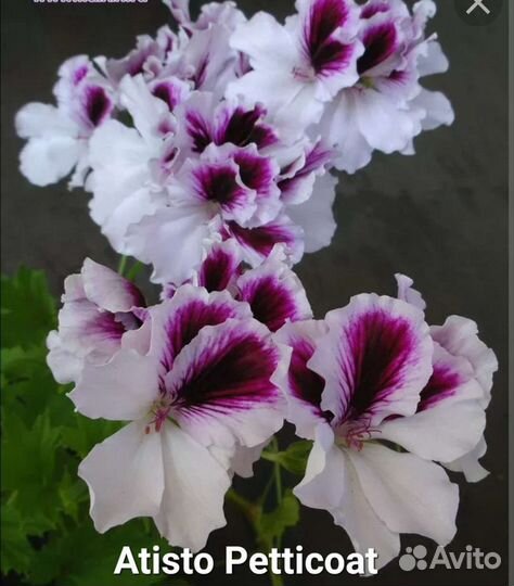 Сортовые королевские пеларгонии