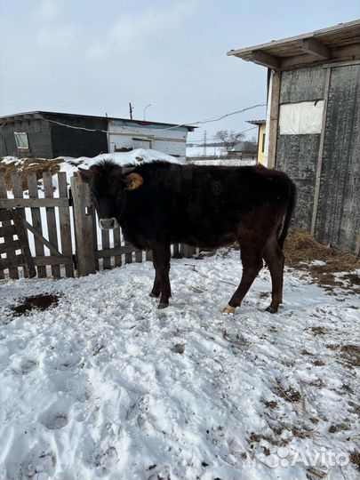 Джерси Телка