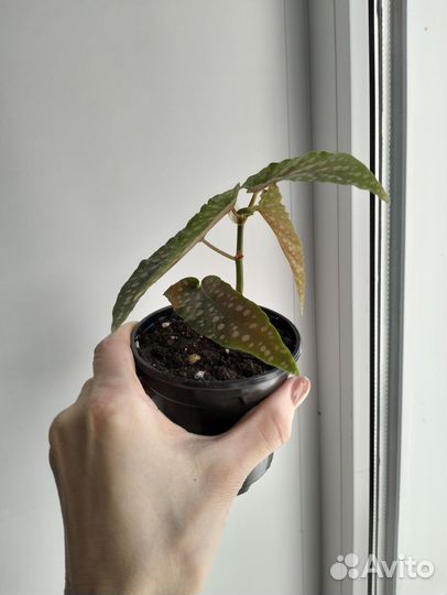 Бегония макулата