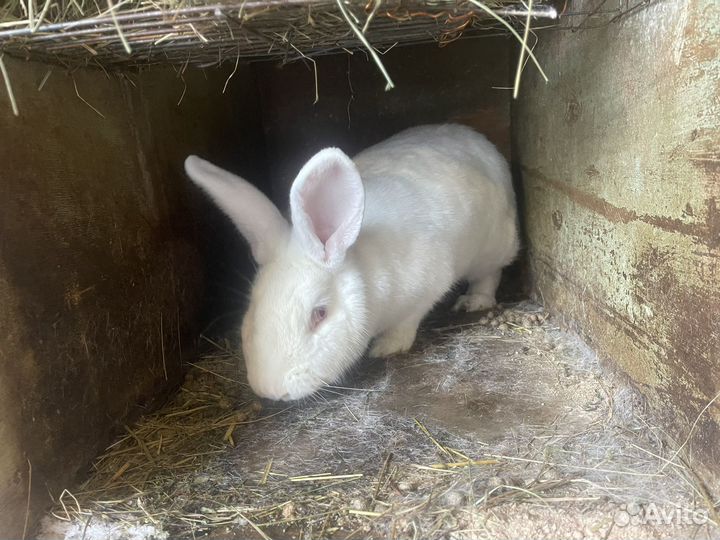 Кролики на развод породы разные