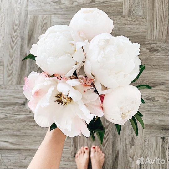 Пионы букет цветы