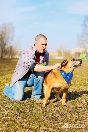 Чесс из приюта ищет дом